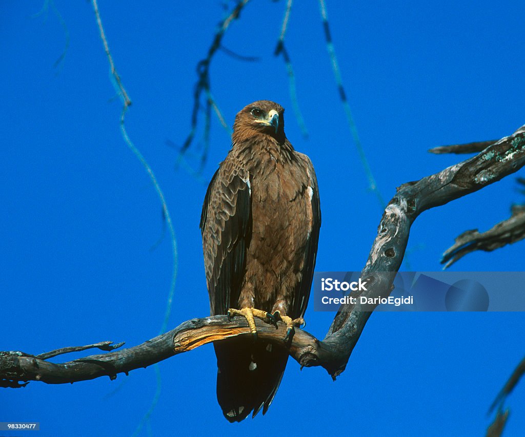 Animali di uccello Aquila - Foto stock royalty-free di Animale