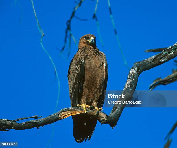 Animali Di Uccello Aquila - Fotografie stock e altre immagini di Animale - Animale, Appollaiarsi, Aquila