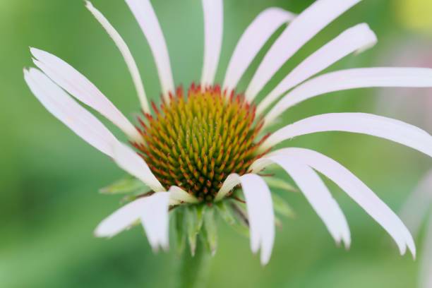 istock Narrow-leaved purple coneflower (Echinacea angustifolia) 983304810