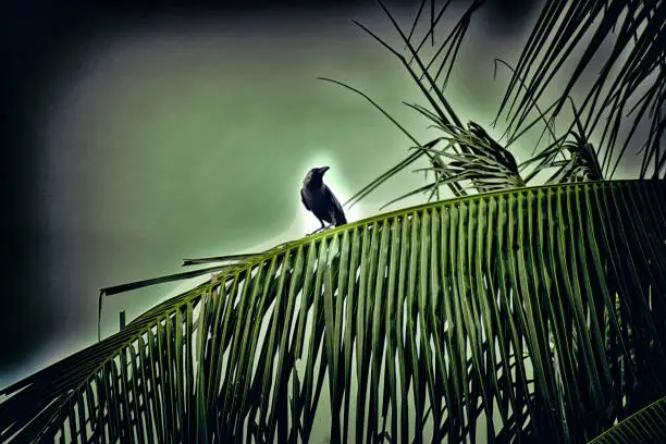 Photo of A crow sitting on a coconut tree