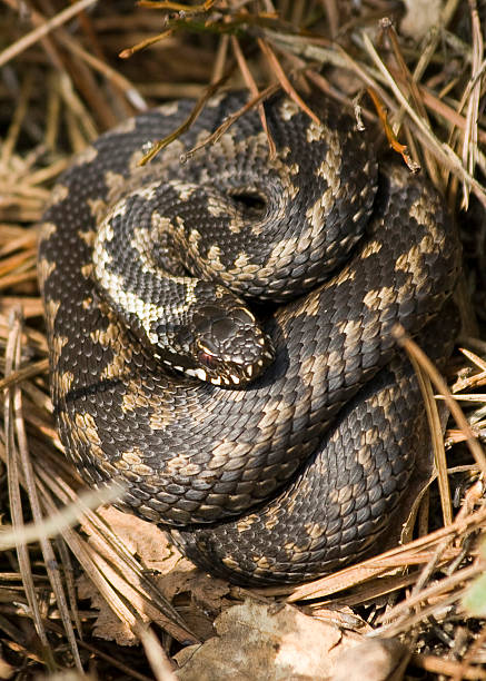 istock An adder snake laying in a pile of hay 98330514