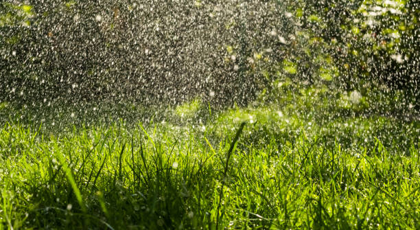 istock Warm summer rain in the green fresh garden 983306028