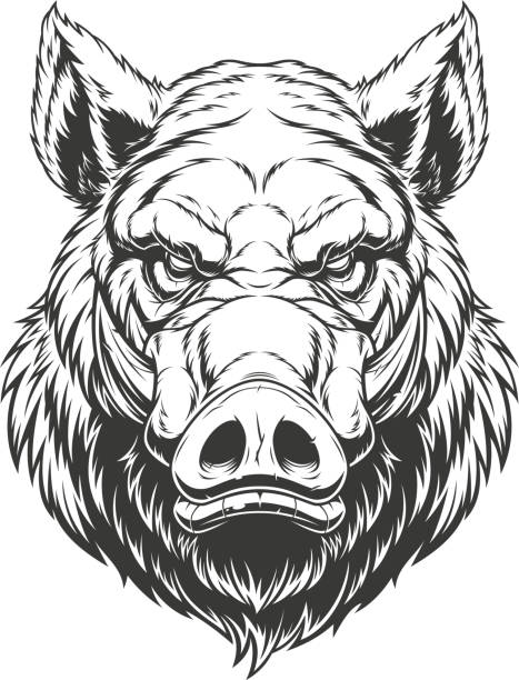 머리 사나운 멧돼지 - 사마귀멧돼지 stock illustrations
