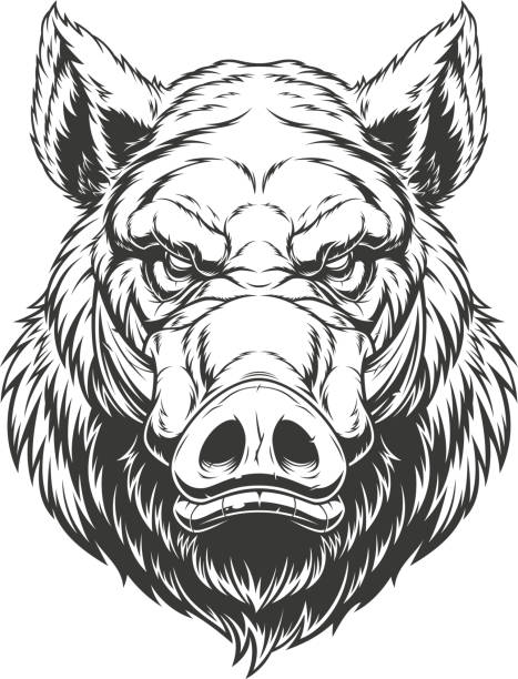 Head ferocious boar Vector illustration, the head of a ferocious wild boar, on a white background. warthog stock illustrations