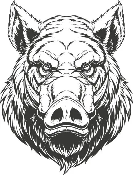 Vector illustration of Head ferocious boar