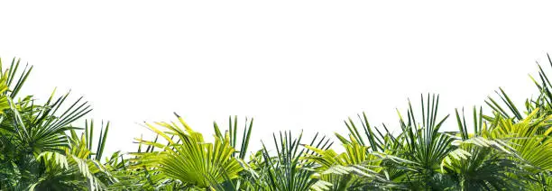Photo of palm leaf border on white background