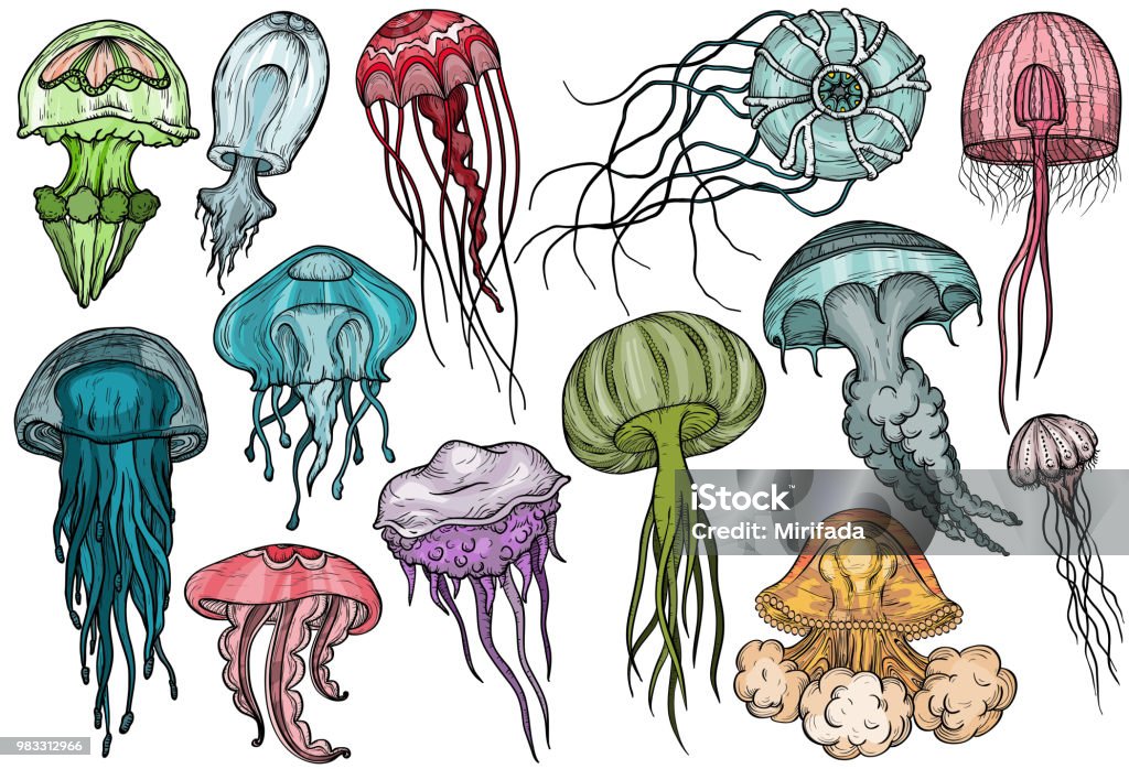 Jellyfish set. Sea collection. Jellyfish set. Vector illustration. Sea Ocean life organisms collection Jellyfish stock vector