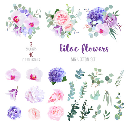 Violet and white hydrangea, pink rose and ranunculus, purple carnation, lilac orchid, iris, medinilla, bell flowers, eucalyptus, and mix of greenery big vector collection. All elements are isolated.