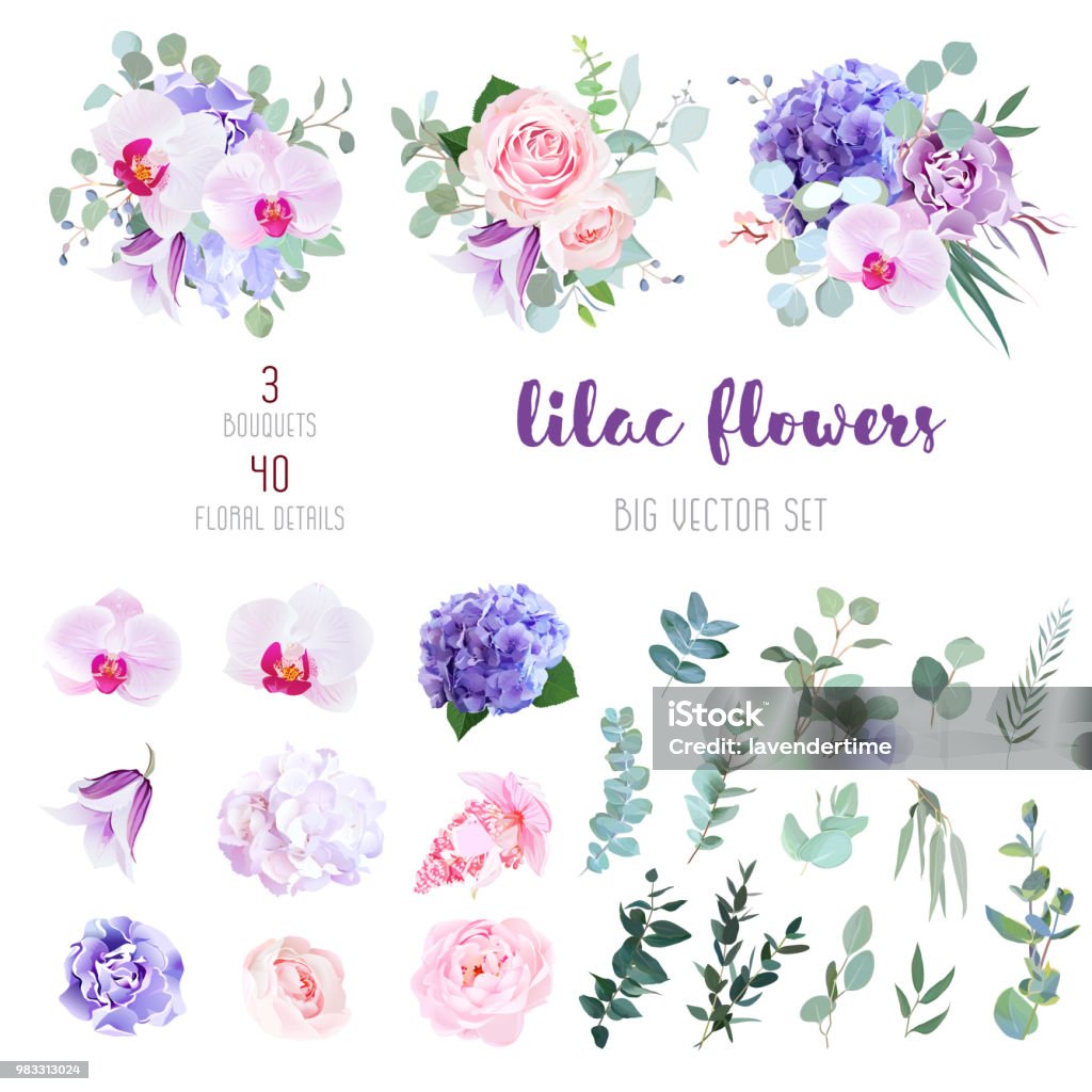 Flowers and mix of greenery big vector collection Violet and white hydrangea, pink rose and ranunculus, purple carnation, lilac orchid, iris, medinilla, bell flowers, eucalyptus, and mix of greenery big vector collection. All elements are isolated. Flower stock vector