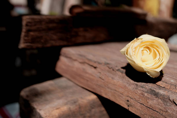 Beautiful white roses on the old wooden table background