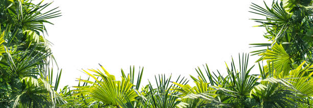 ヤシの葉のフレーム - water rainforest frond tropical climate ストックフォトと画像