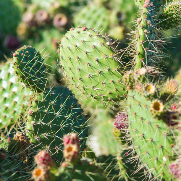 istock Cactus in the garden with flowers and thorns. 983321418