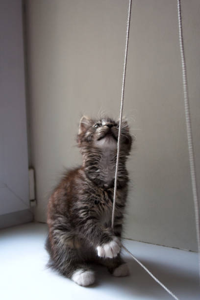 small tabby kitten pulling a cord - sunblinds imagens e fotografias de stock