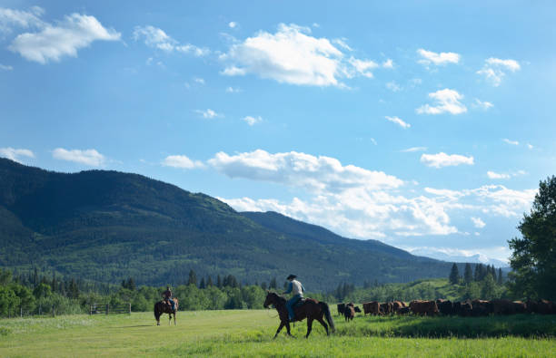 Husband and wife herd cattle on ranch in Kananaskis Country