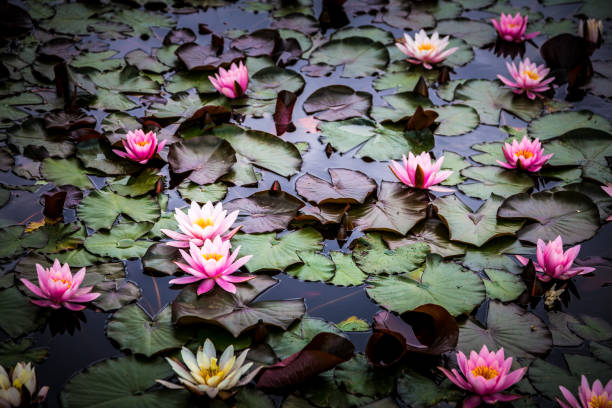 istock Water lilies and lily pads floating on the pond 983322066