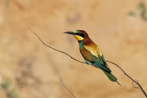 istock The European bee-eater is an incredibly colourful bird 983325642