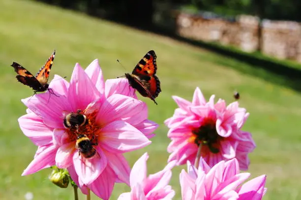 Photo of Butterflies and bumblebees on pink dahlia flowers