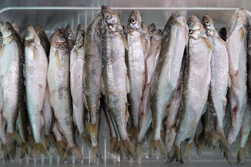 Lot of frozen smelt fish with silver scales in freezer at seafood market. Close-up flat view. Concept: healthy eating, delicious, seafood market, Asian cuisine.