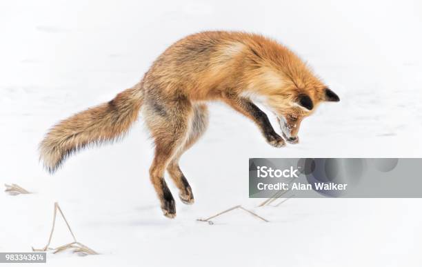 Springender Fuchs Stockfoto und mehr Bilder von Fuchs - Wildhund - Fuchs - Wildhund, Schnee, Hochspringen