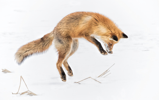 A fox is hunting a vole in the snow in Japan