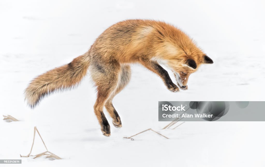 Jumping Fox A fox is hunting a vole in the snow in Japan Fox Stock Photo