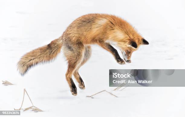 Jumping Fox Stock Photo - Download Image Now - Fox, Snow, Jumping