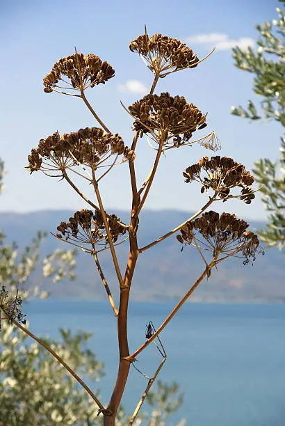 Photo of Flower at Lesbos / backlighted  photo