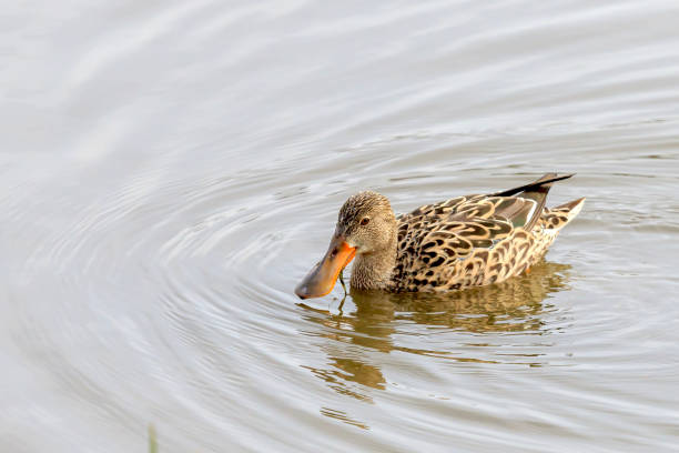 istock Female Northern Shoveler 983346402
