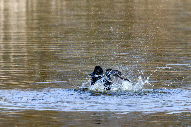 istock Male Northern Shoveler 983346536