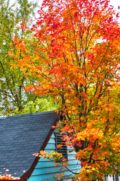istock Four seasons views of Canada 983346870