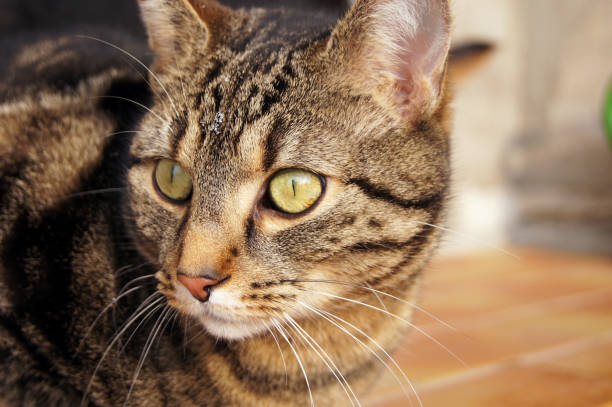 istock Portrait of a domestic cat 983350342