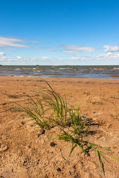 istock Tuft of grass on a sandy beach 983350456