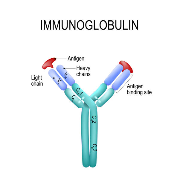 ilustraciones, imágenes clip art, dibujos animados e iconos de stock de estructura de la molécula de anticuerpo. ige y antígeno - antibody human immune system antigen microbiology