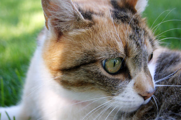 istock Portrait of a domestic cat 983351316