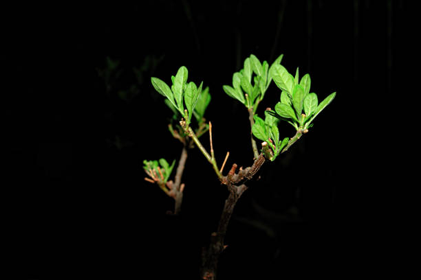 Young Green Leaf plant detail isolated on black background.