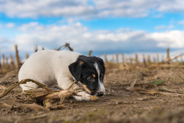 Puppy on harvested corn field in front of clouds - jack russell terrier - 2 months old
