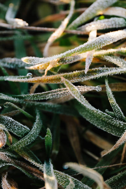 istock Dew drops on blades of fresh grass 983354596