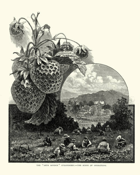 Vintage engraving of Seth Boyden or Hilton strawberry, picking in the field 19th Century