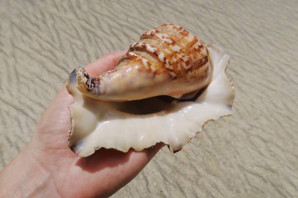 istock Girl in a bikini holding indonesian seashell on the beach 983359152