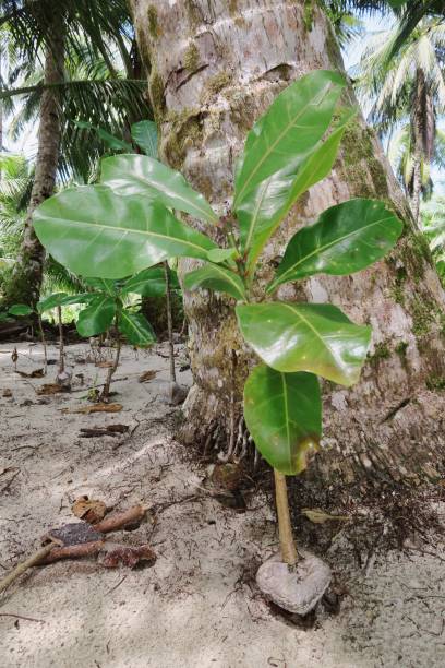 istock Unknown Indonesian island plant 983362516