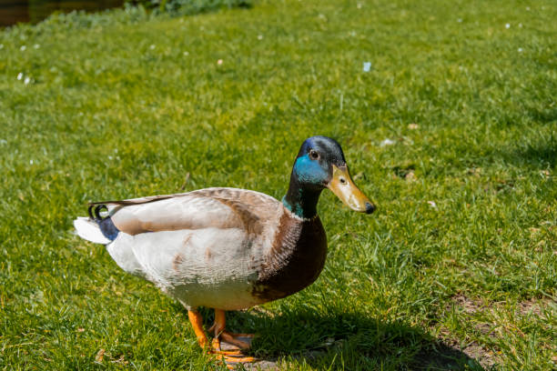 istock Close-up profile view of a duck. netherlands holland 983363676