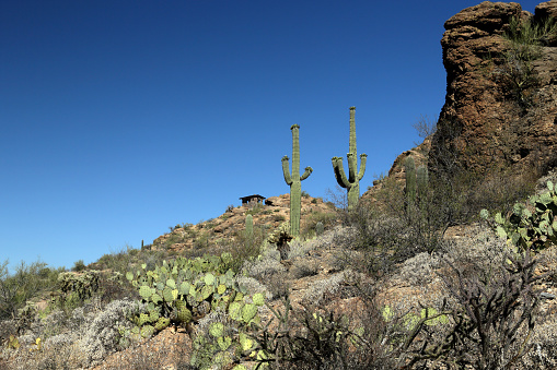 Saguaro cacti and rock formations in the Arizona Sonoran Desert west of Tucson