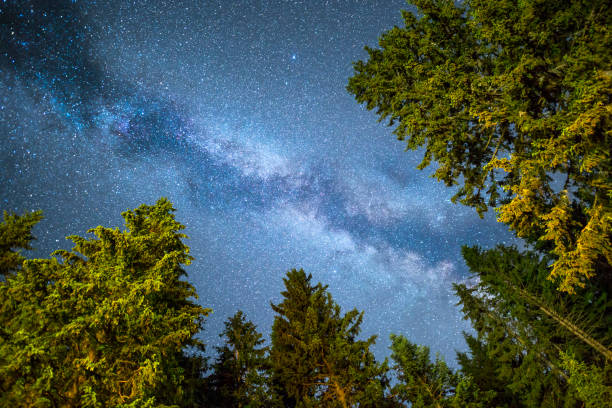 istock Pine trees silhouette Milky Way night sky 983367032