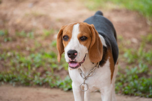 istock Close up of cute young Beagle playing in field 983367544