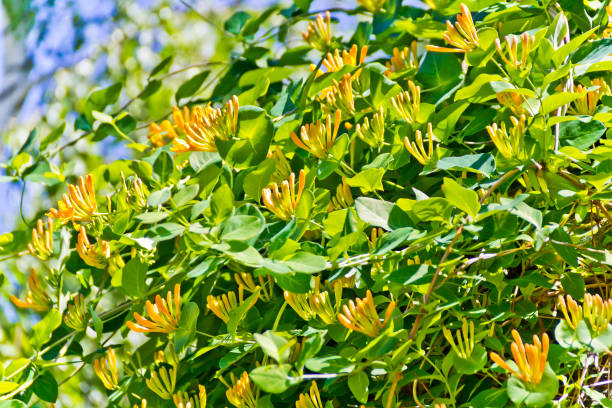 istock Flowers of yellow honeysuckle 983367828