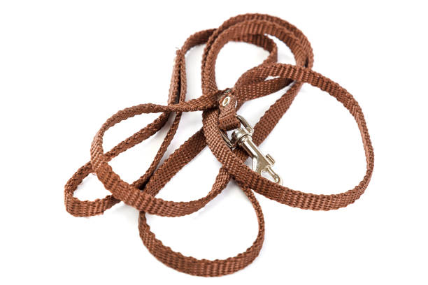 istock Doggy leather belt collar leash on white background. 983370852