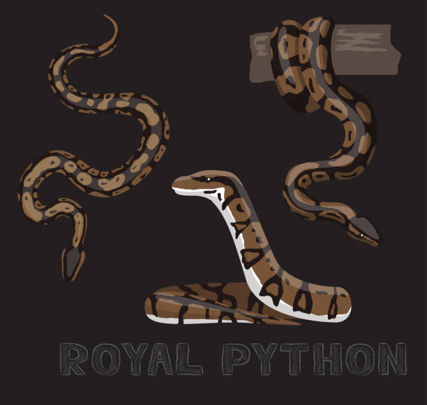 Royal Python Outlines Python Royal Illustrations Vectoriels et illustrations libres de droits ...