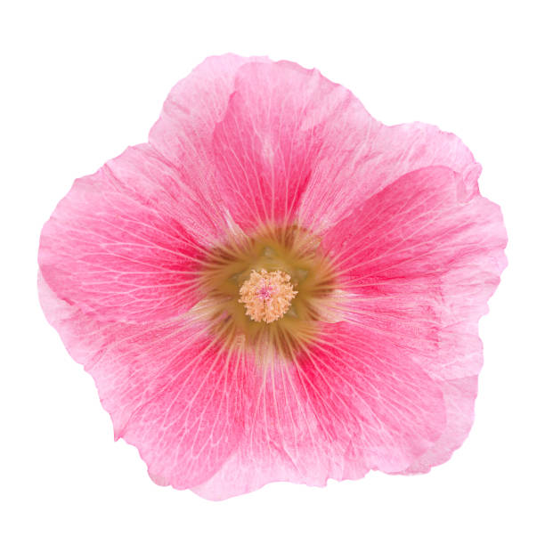 istock Pink hollyhock flower closeup 983377340