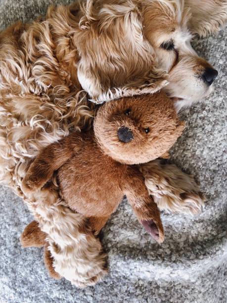 spaniel teddy bear