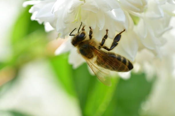 istock Bee polinating on the white flower macro 983391904